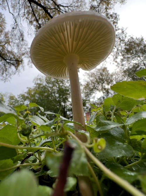 Macro shot of mushroom in park