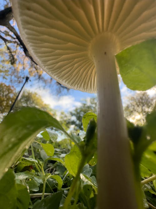 Macro shot of mushroom