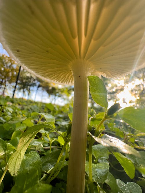 Mushroom from below with sunray