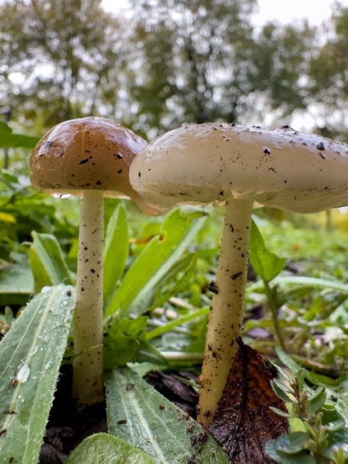 Two dirty mushroom in park