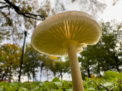 Macro shot of wet mushroom from below