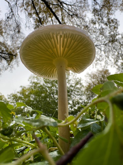 Below shot of white mushroom