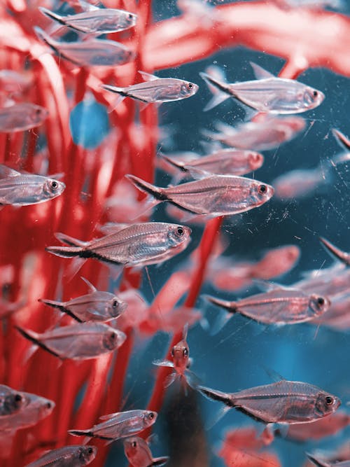 Close-up of Transparent Fish in a Tank 