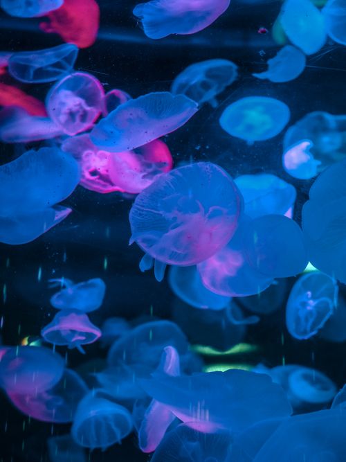 Free Mesmerizing close-up of colorful jellyfish under ultraviolet light, showcasing sea life's beauty. Stock Photo