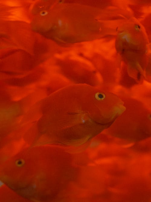 Shoal of Red Fishes