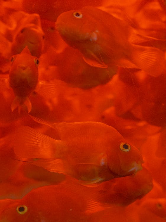 School of Red Fish