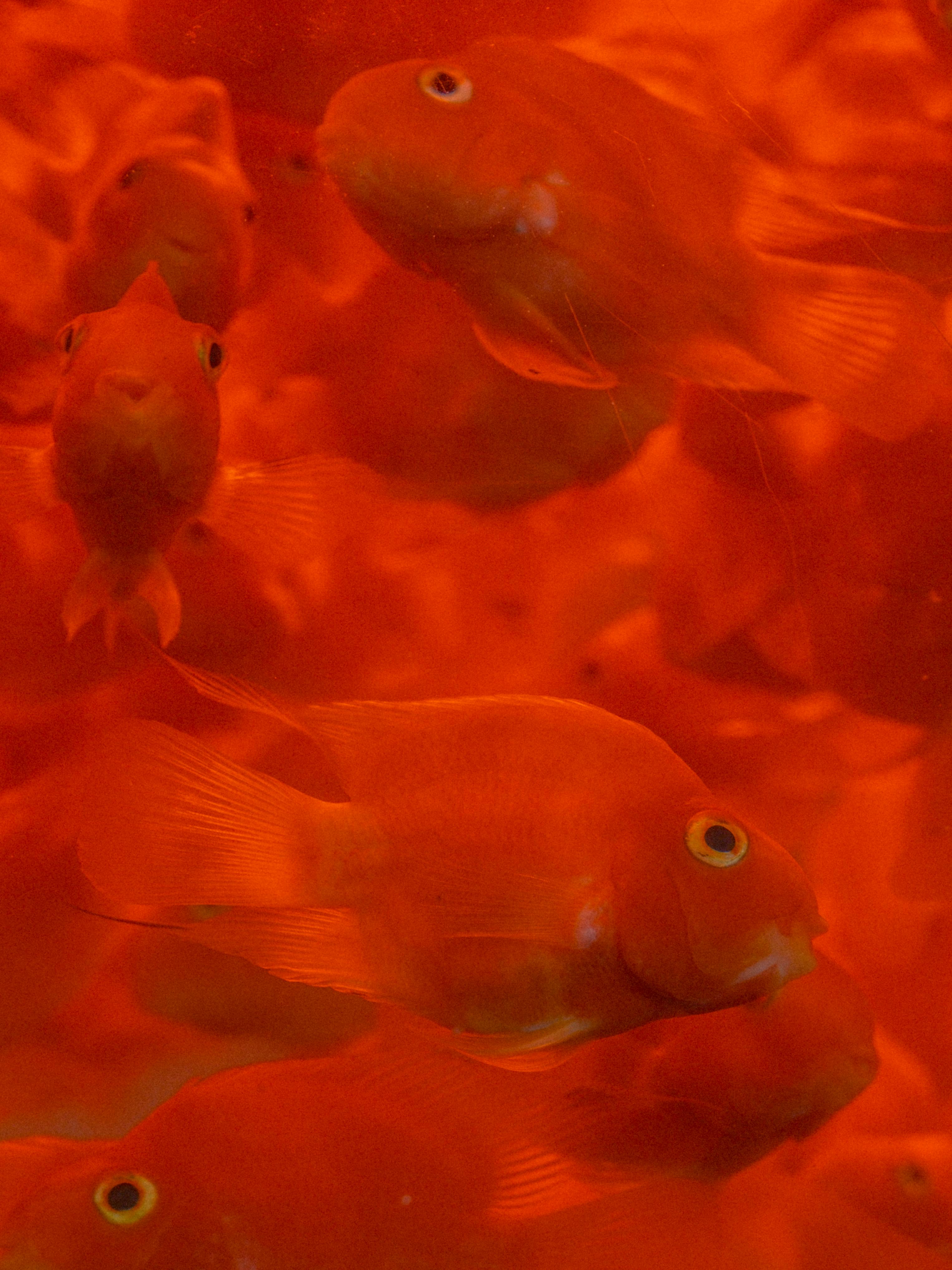 Redfish by Richard F Rose