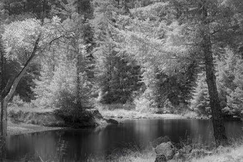 Forest by the River in Black and White