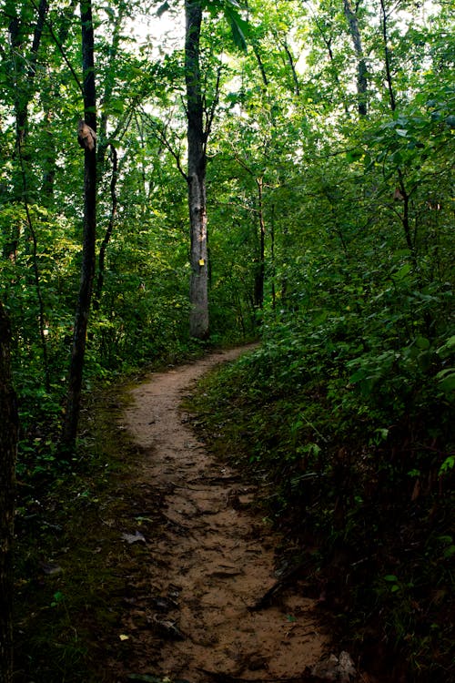 Fotos de stock gratuitas de amanecer, árbol, aventura en el bosque