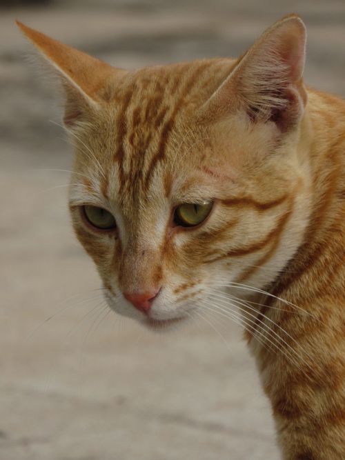 4,329+以上の無料インドの猫画像