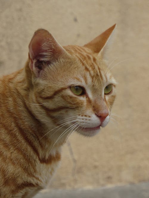 Portrait of Ginger Cat