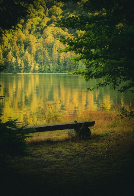 Tranquil forest lake with a rustic bench and scenic reflections, ideal for relaxation and nature appreciation.