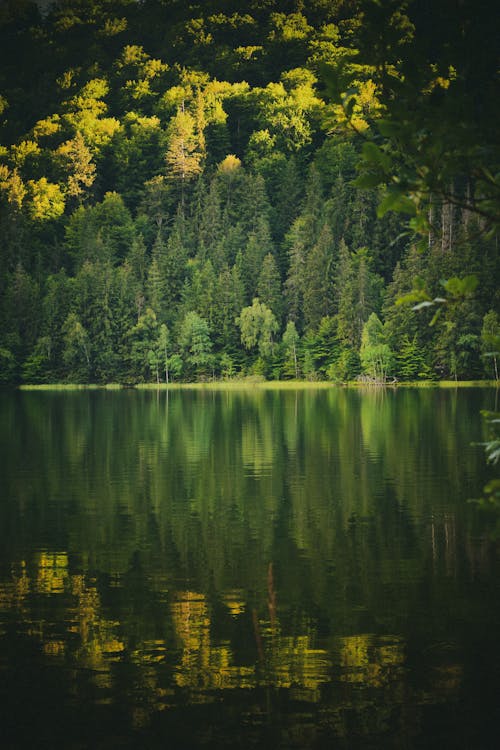 Green, Deep Forest and Lake