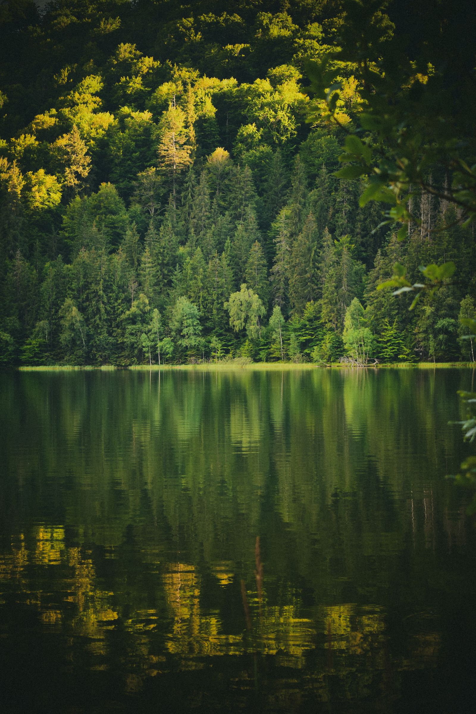 Paisagem natural com lago e floresta