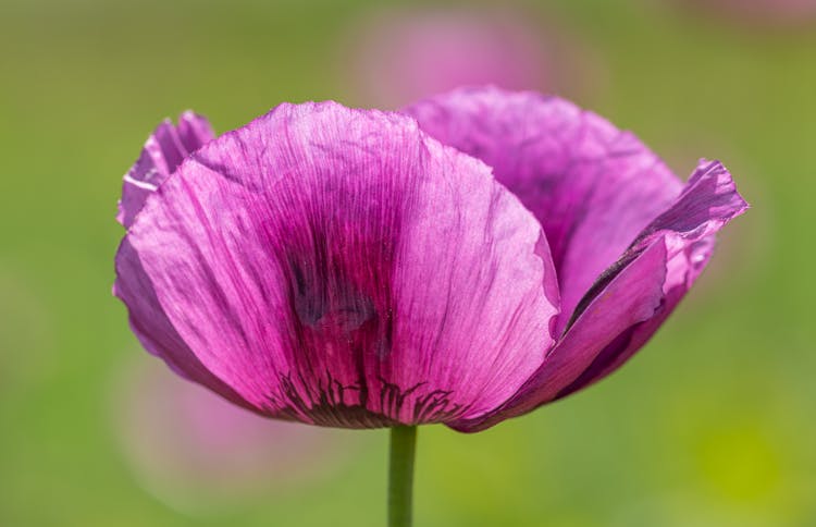 Purple Poppy Flower