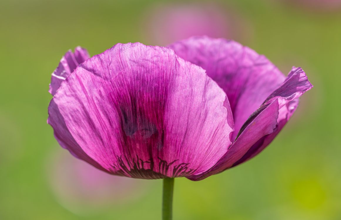 Perple Poppy Purple Poppy Flower Β· Free Stock Photo
