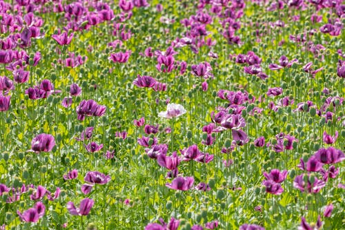 Fotos de stock gratuitas de amapolas, en flor, flor