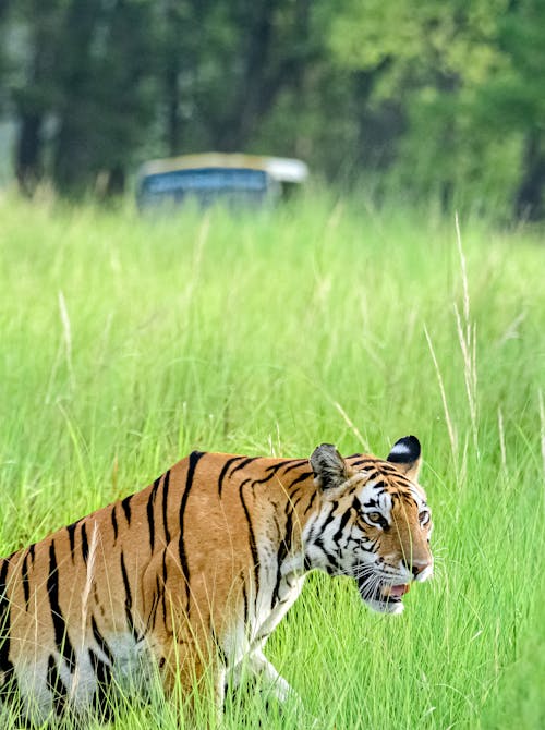 Tiger on Grassland