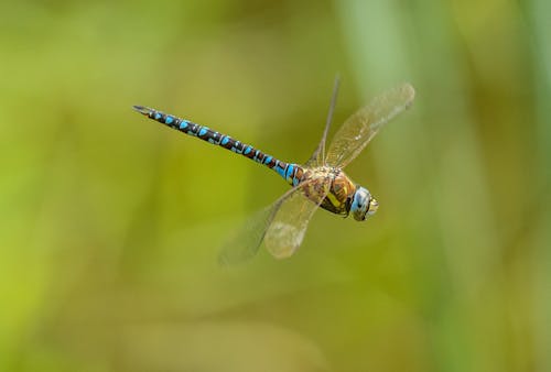 Gratis lagerfoto af dyrefotografering, flyrejse, guldsmed