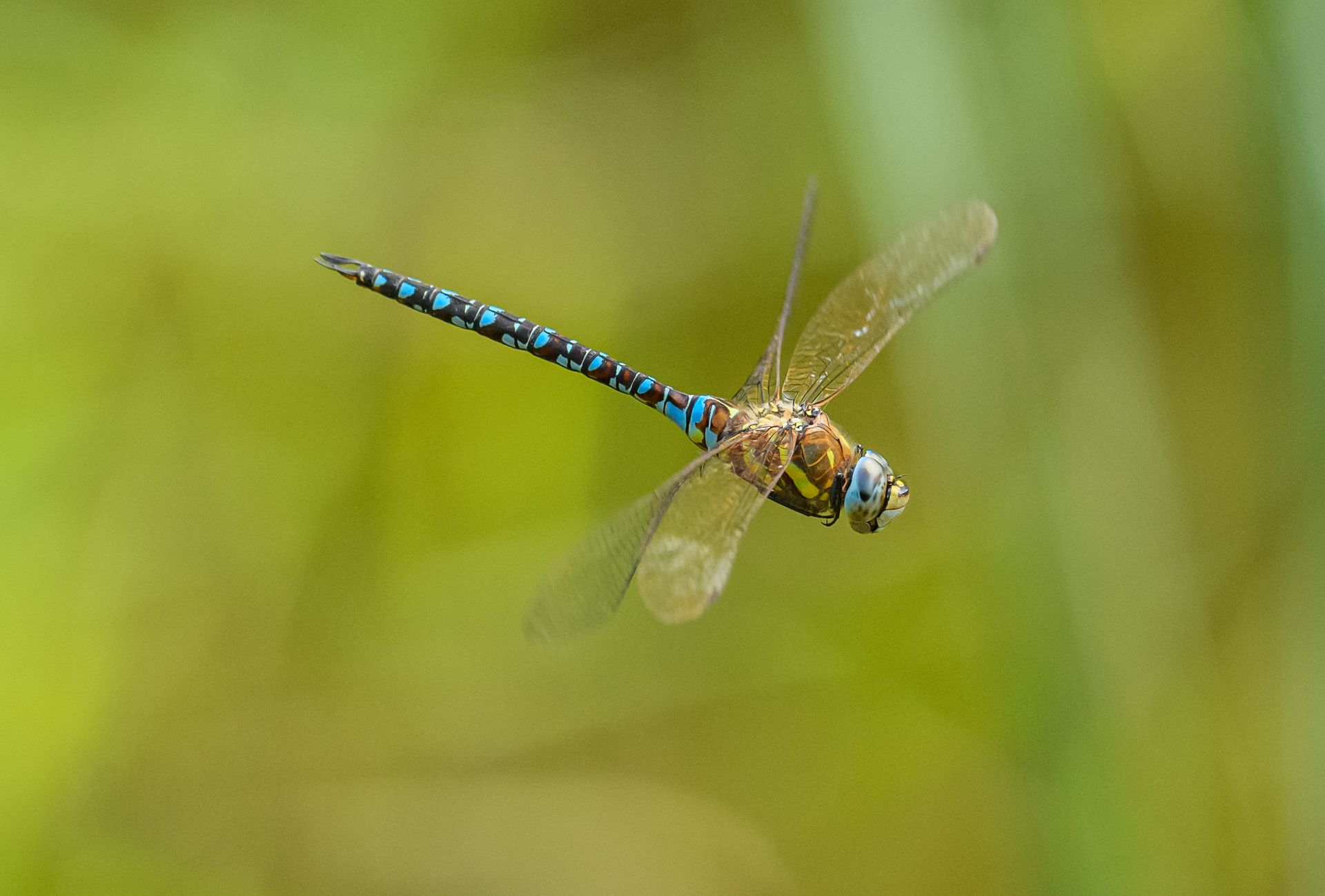 Close-up of a vibrant dragonfly in flight captured against a lush, blurred background.