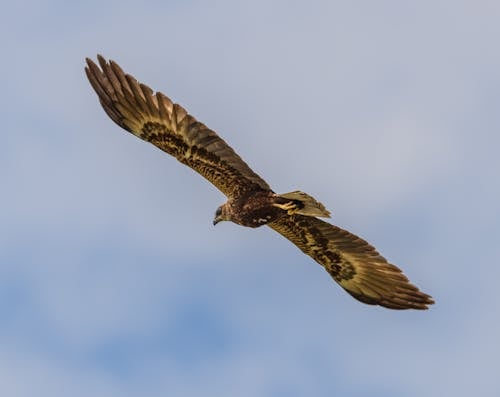 Red Kite Flying in Cloudy Sky