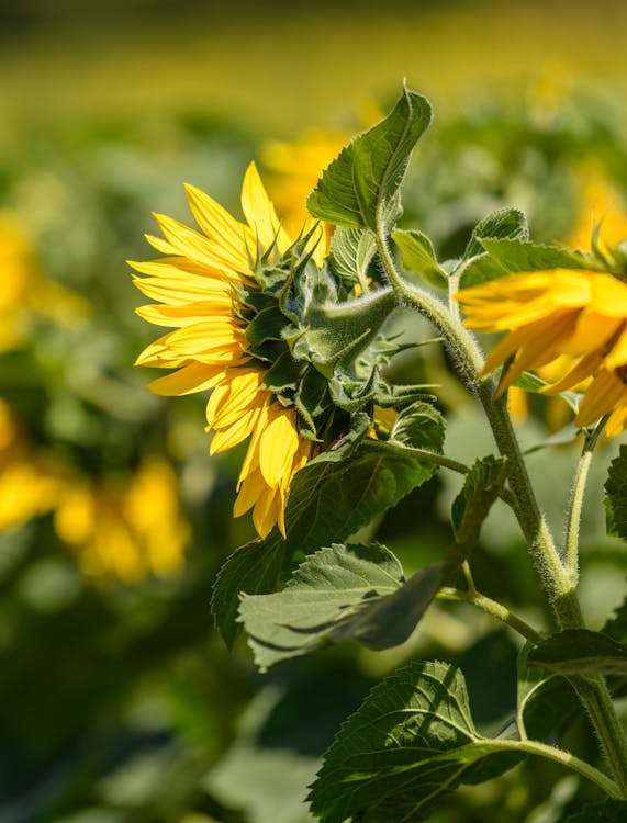 Immagine gratuita di avvicinamento, campo, fiore