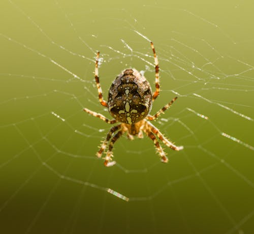 Cross Orbweaver on a Spiderweb