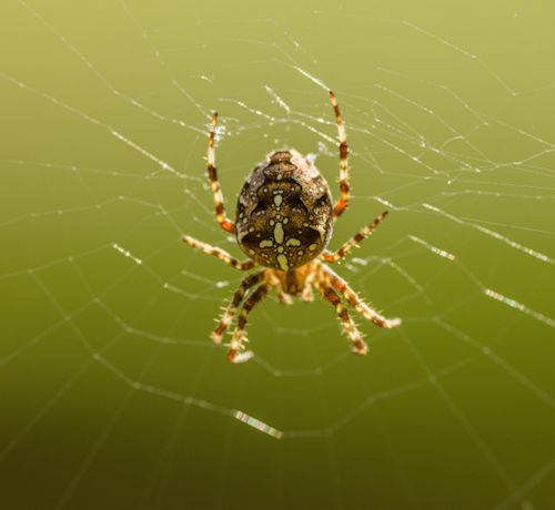 Free Detailed shot of an European garden spider (Araneus diadematus) in its web. Stock Photo