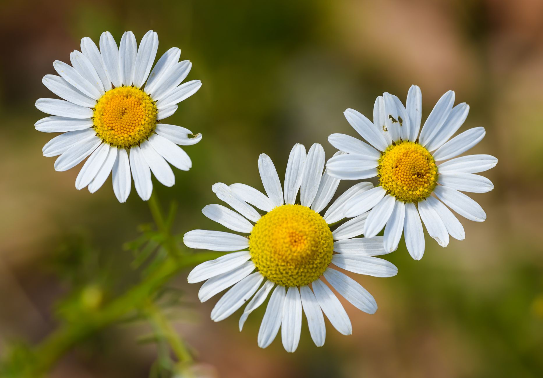 cup of chamomile tea with fresh chamomile flowers scattered on a wooden table beside a cozy blanket