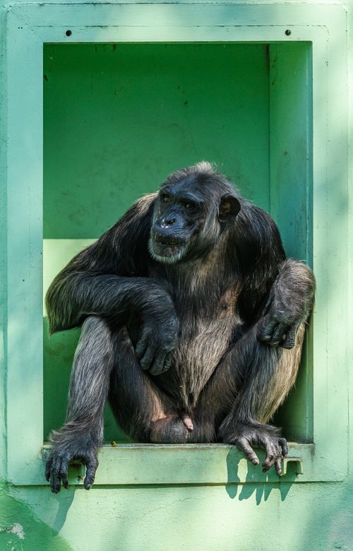 Free Chimpanzee sitting in a green framed zoo enclosure, showcasing natural behaviors. Stock Photo