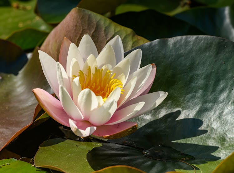 White Flowering Lily