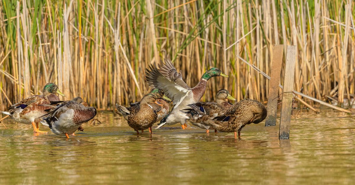 Wild Duck on Lake by Reeds · Free Stock Photo
