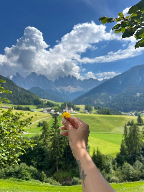 Základová fotografie zdarma na téma hory, kytka, léto