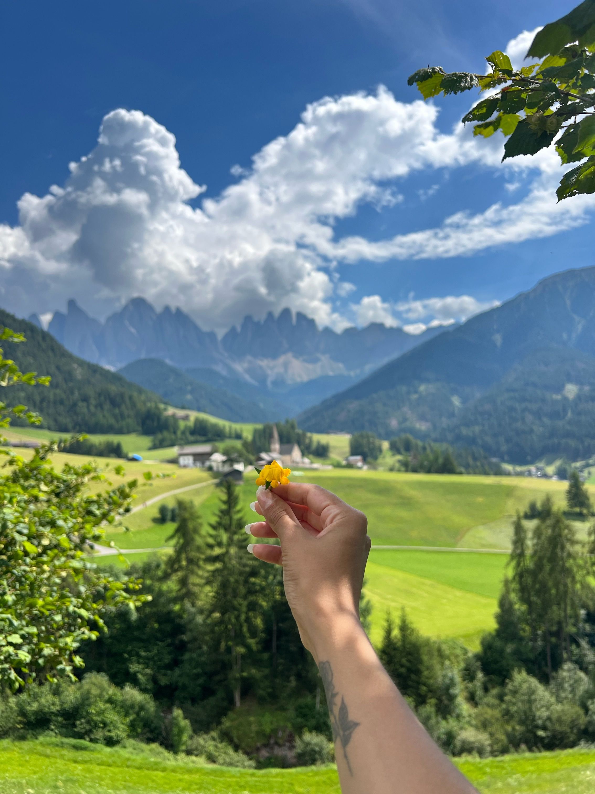 mountains-flower-photos-download-the-best-free-mountains-flower-stock