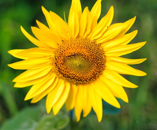 Close-up of a Sunflower