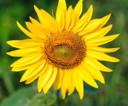 Free Detailed close-up of a vibrant yellow sunflower blooming in summer against a blurred green background. Stock Photo
