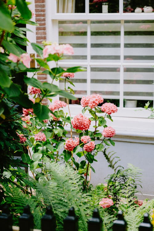 Free Flowers and Plants Outside of a House  Stock Photo