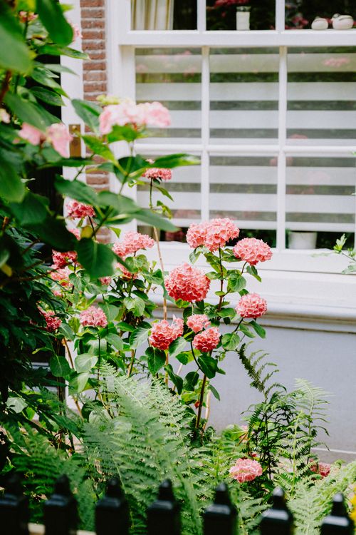 Free Pink hydrangeas bloom in a garden, enhancing the charm of a home with a classic window view. Stock Photo
