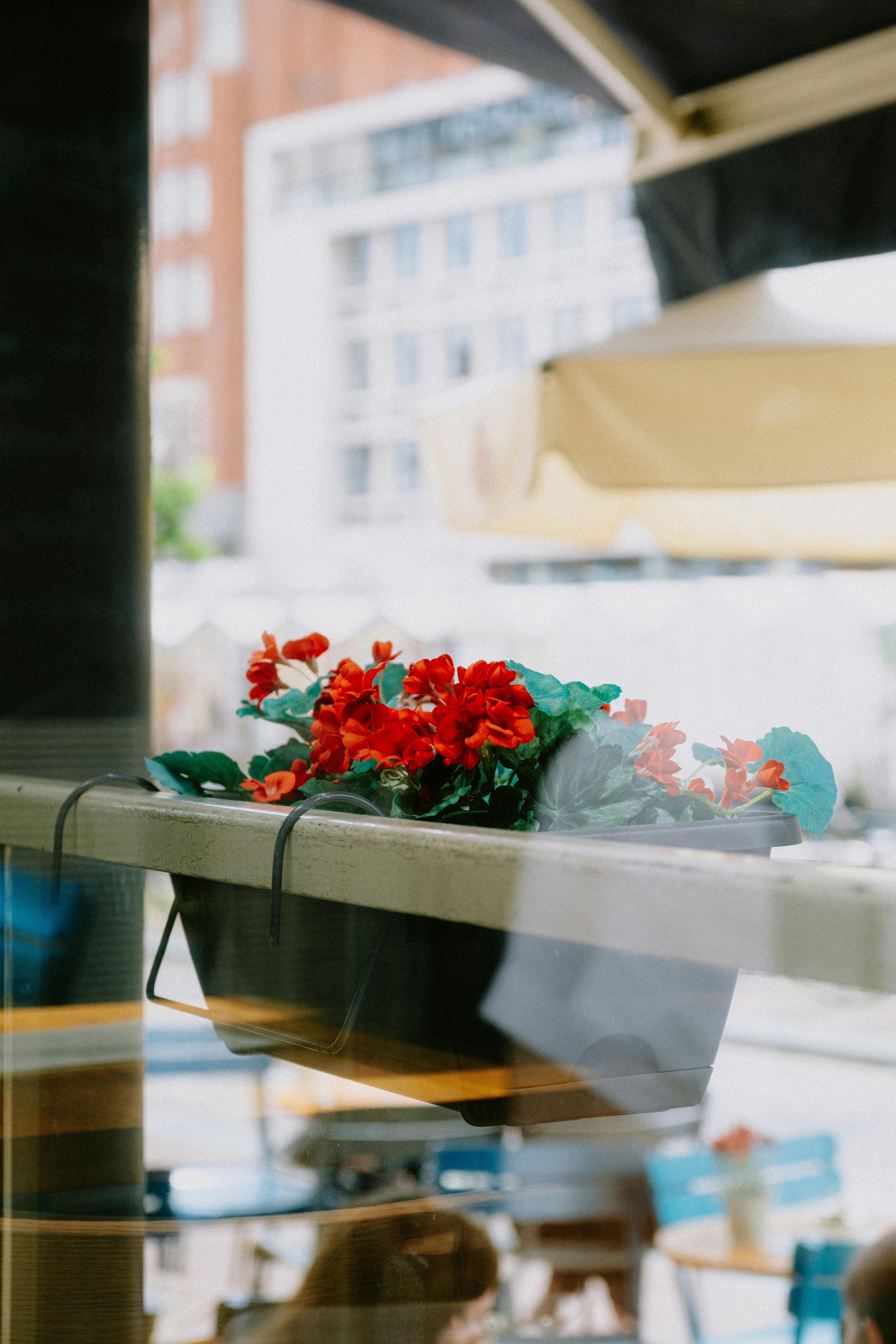 How To Microwave Pressed Flowers