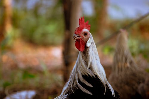 Hen on Farm