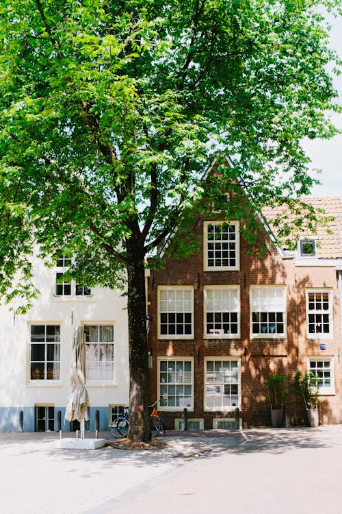 Foto profissional grátis de Amsterdã, árvore, cidade