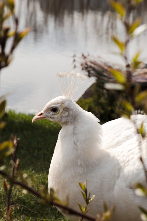 A white peacock standing in the grass near a lake