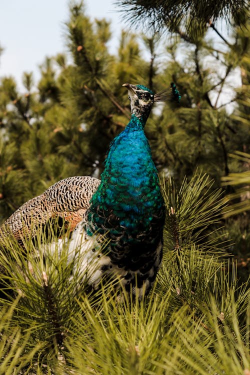 A peacock is standing in the middle of pine trees