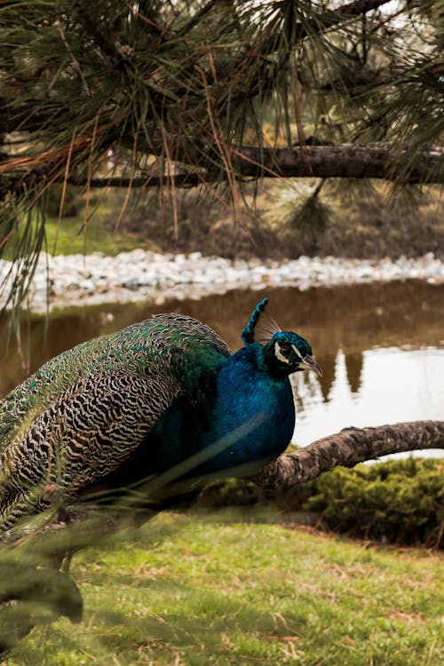 A peacock is sitting on a branch near a pond
