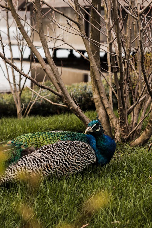 A peacock is laying on the grass near a tree