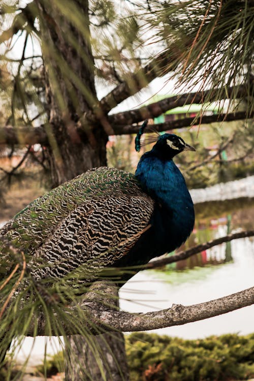 A peacock is perched on a tree branch