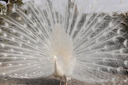 A white peacock with its feathers spread out