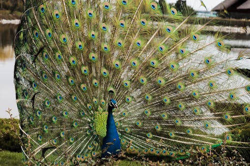 A peacock with its feathers spread out in the grass