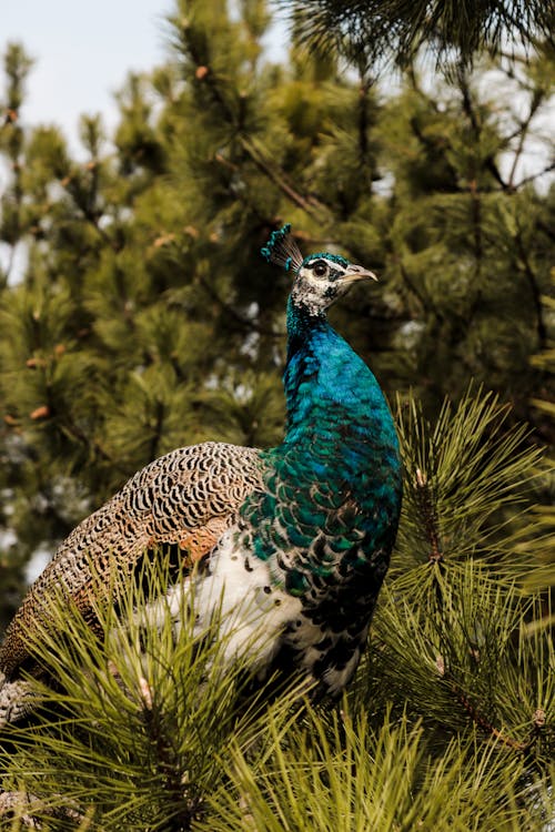 A peacock is standing in a pine tree