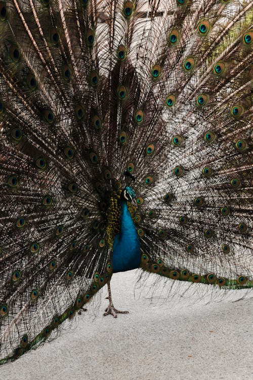 A peacock with its feathers spread out
